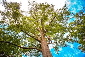 Best Lawn Pest Prevention  in Mickleton, NJ
