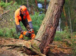 Best Lot and Land Clearing  in Mickleton, NJ