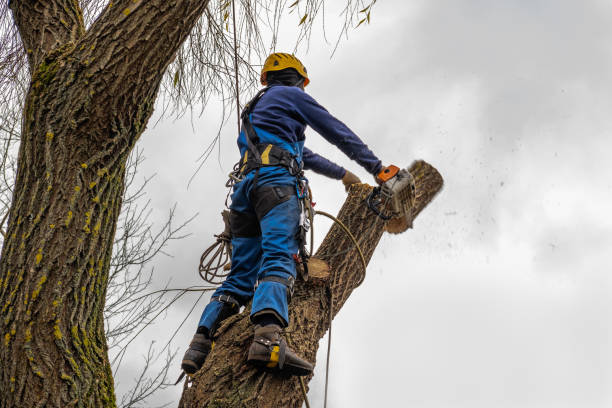 Best Stump Grinding and Removal  in Mickleton, NJ