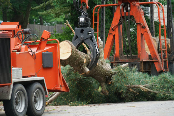 Best Emergency Tree Removal  in Mickleton, NJ